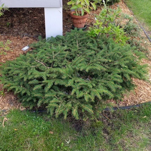 Image of Bird's Nest Spruce