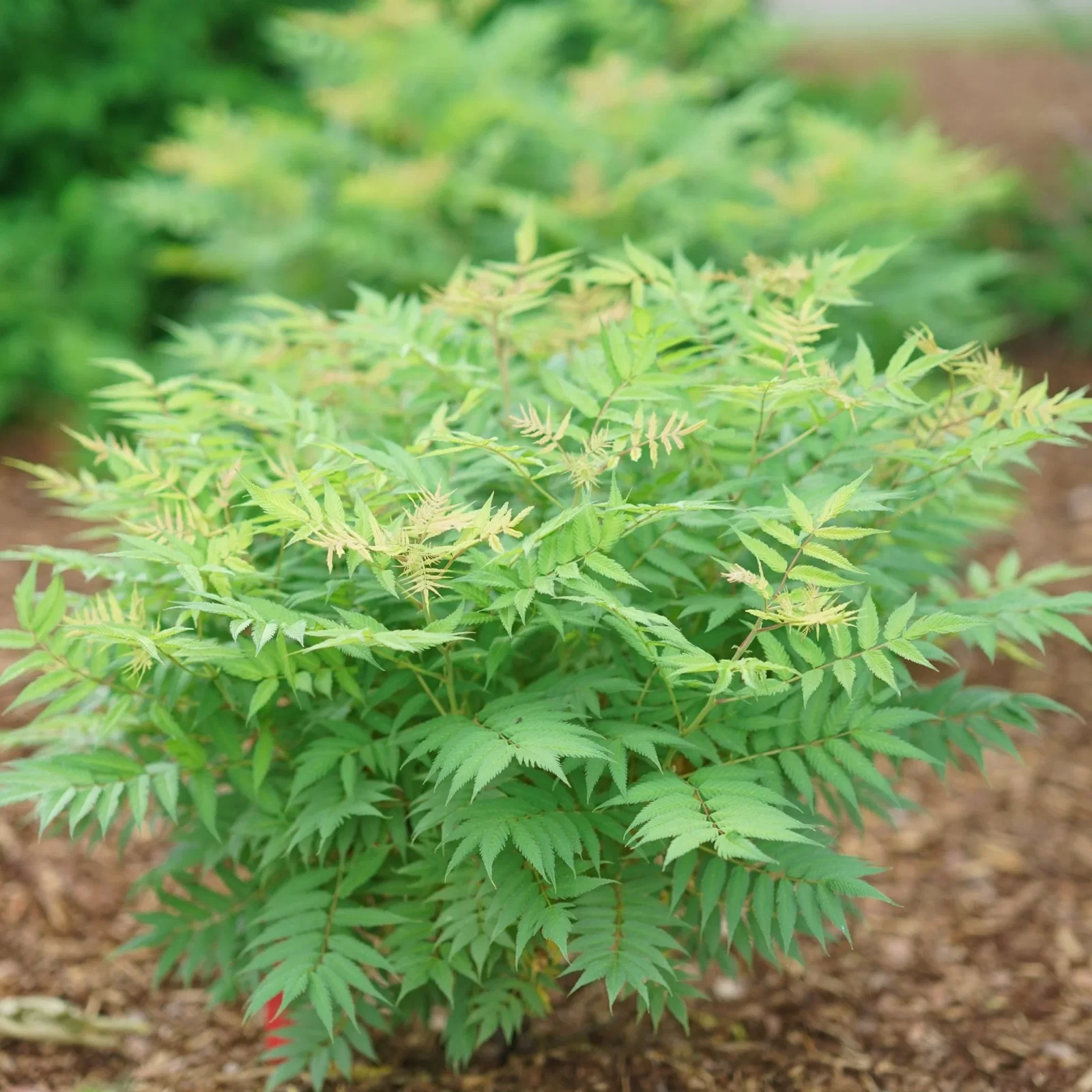 Image of Mr. Mustard® False Spiraea