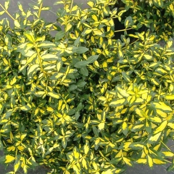 Image of Moonshadow Wintercreeper Euonymus