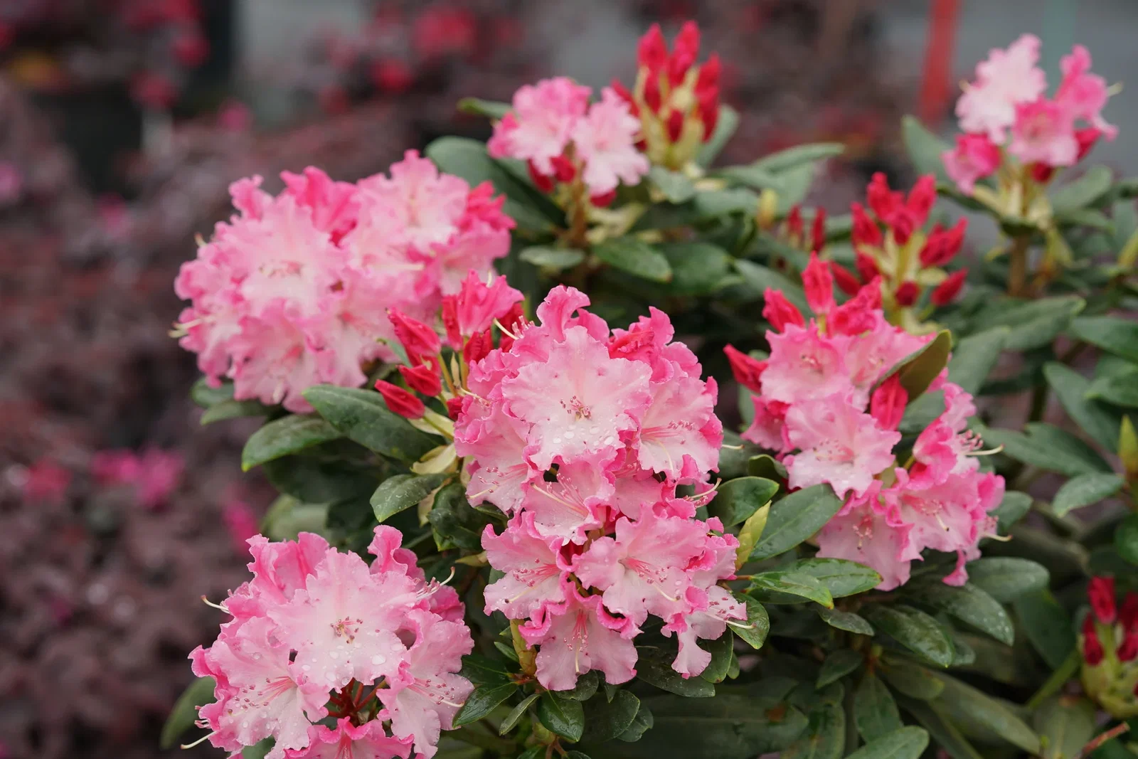 Image of Dandy Man Color Wheel® Rhododendron