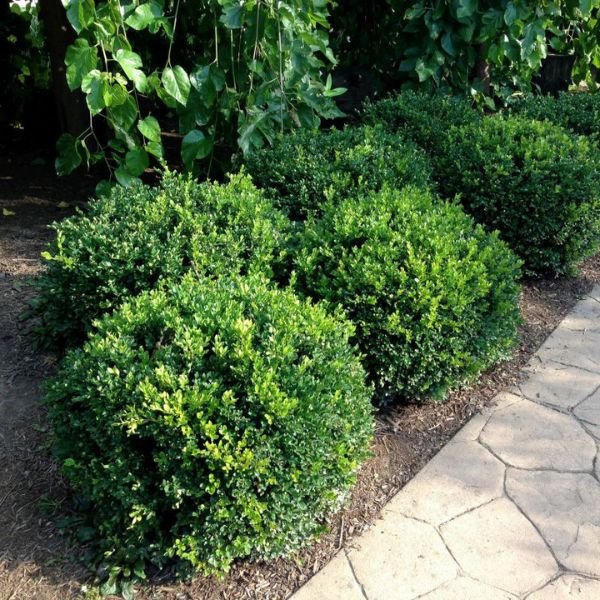 Image of Winter Gem Boxwood