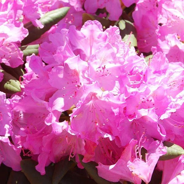 Image of Roseum Elegans Rhododendron