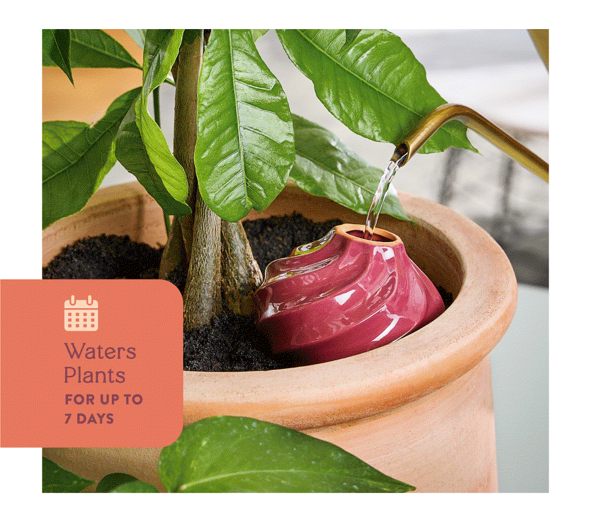 Waters Small to Medium Plants For Up To 7 Days