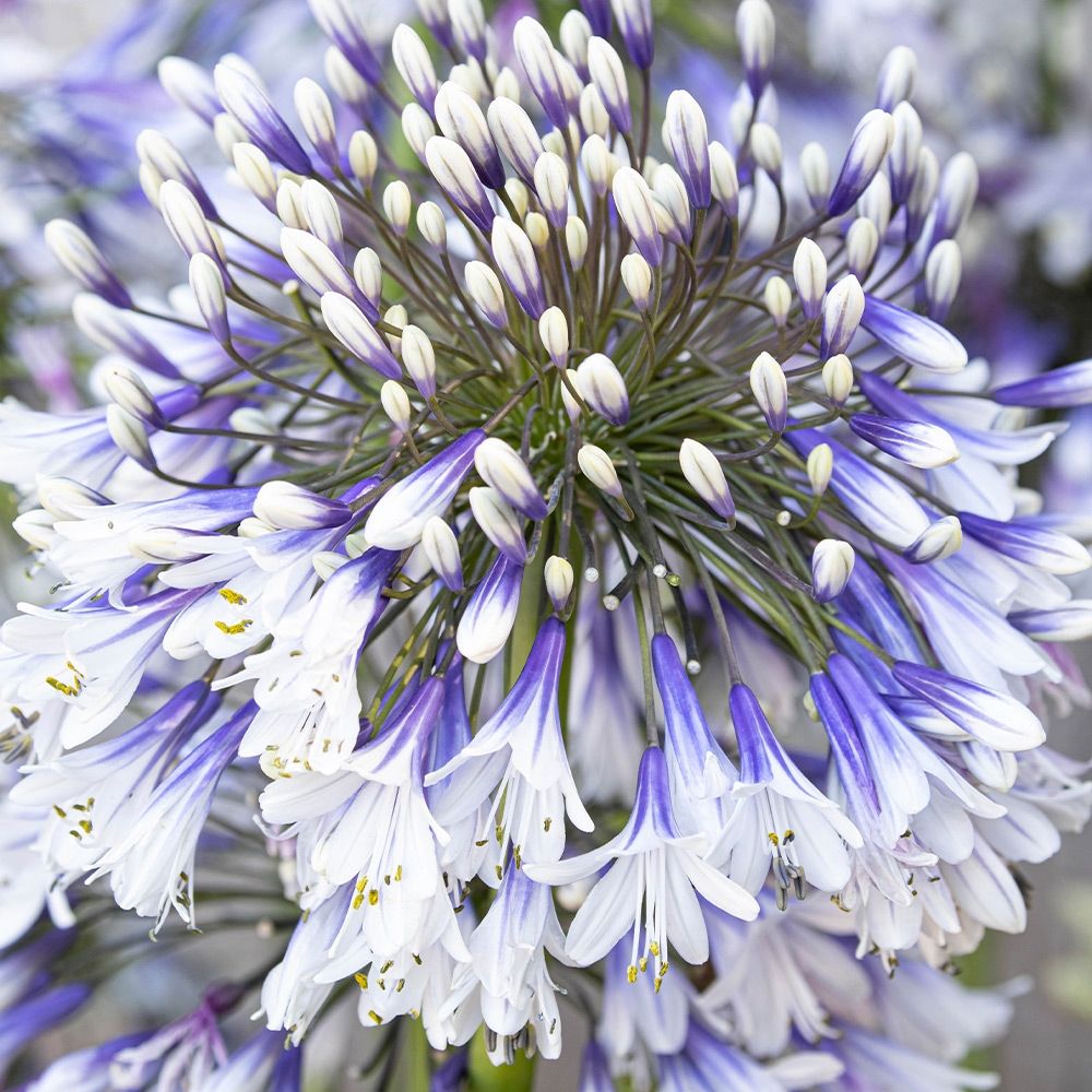 Agapanthus ‘Fireworks’