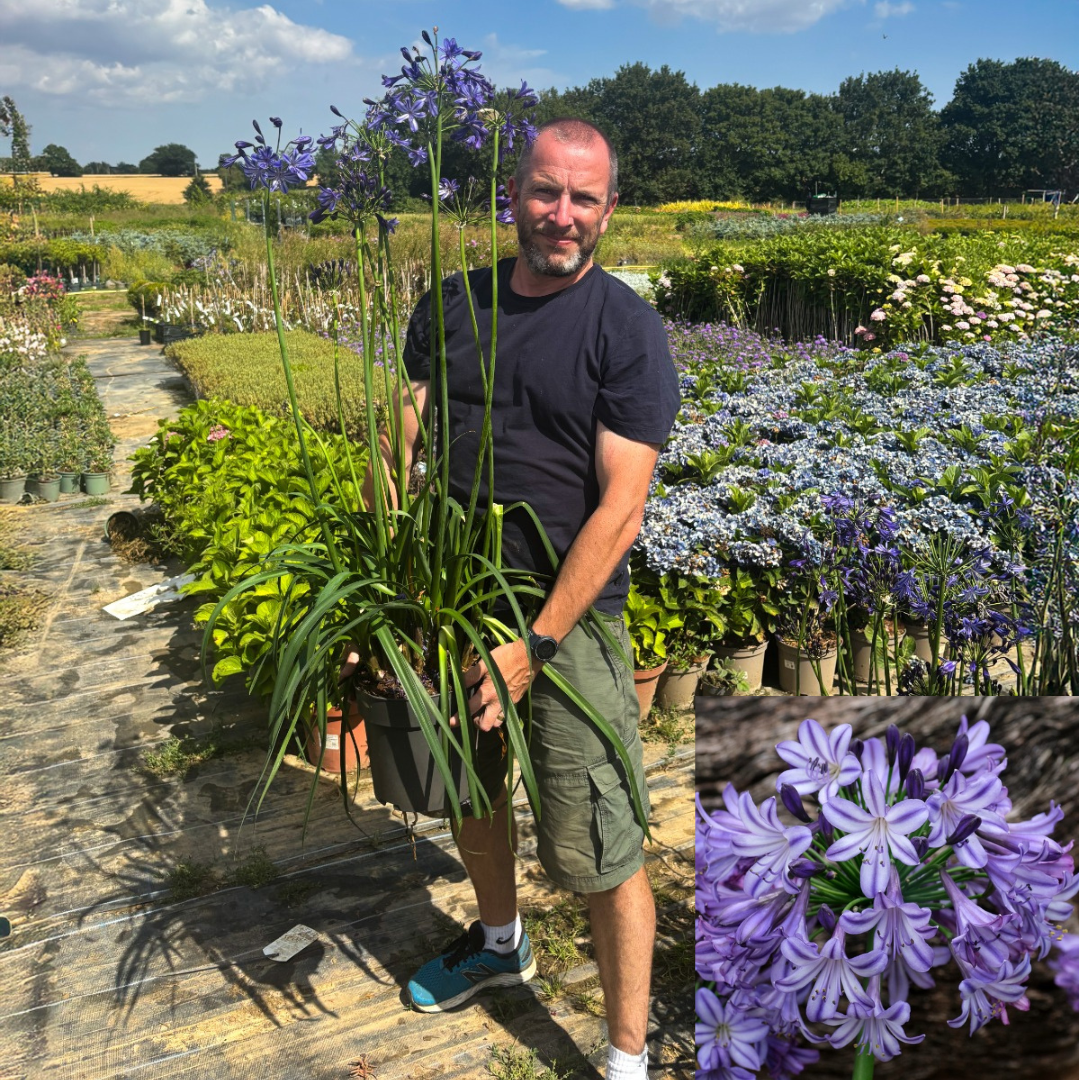 Agapanthus ‘Poppin Star’  In Bud & Bloom