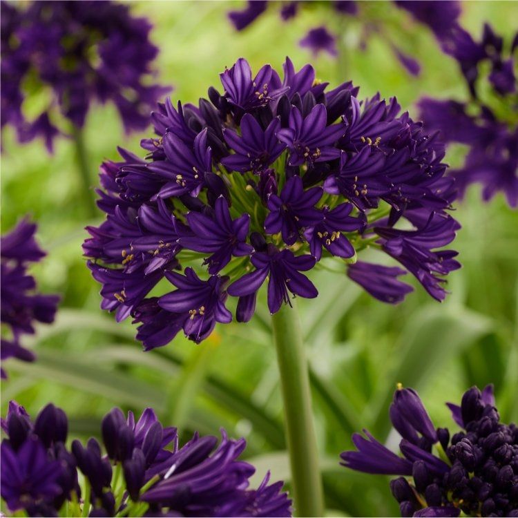Agapanthus ‘Black Jack’