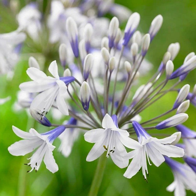 Agapanthus africanus Twister