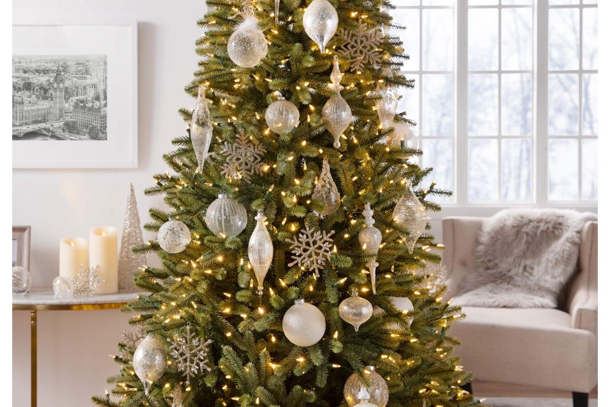 Royal Blue Spruce