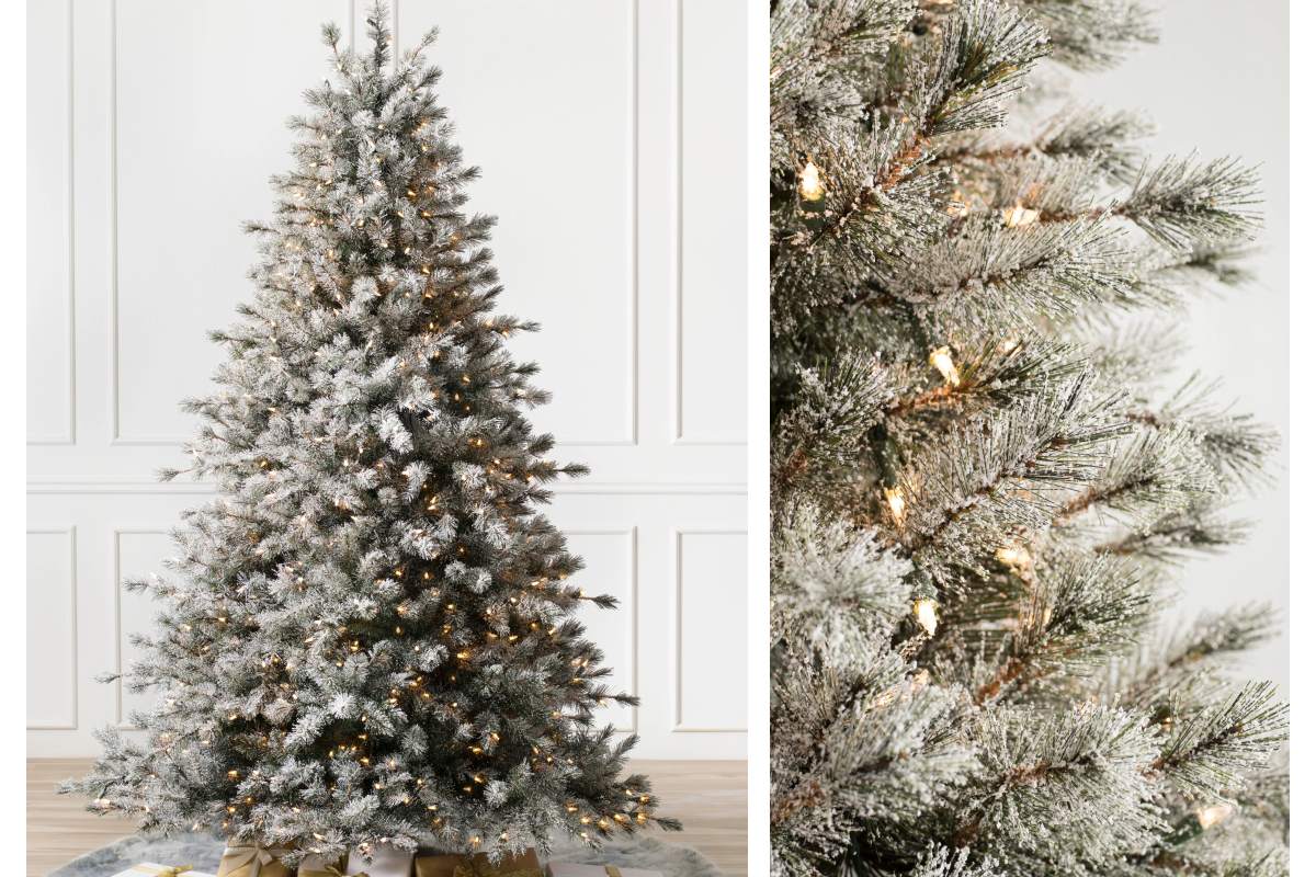 Frosted Sugar Pine