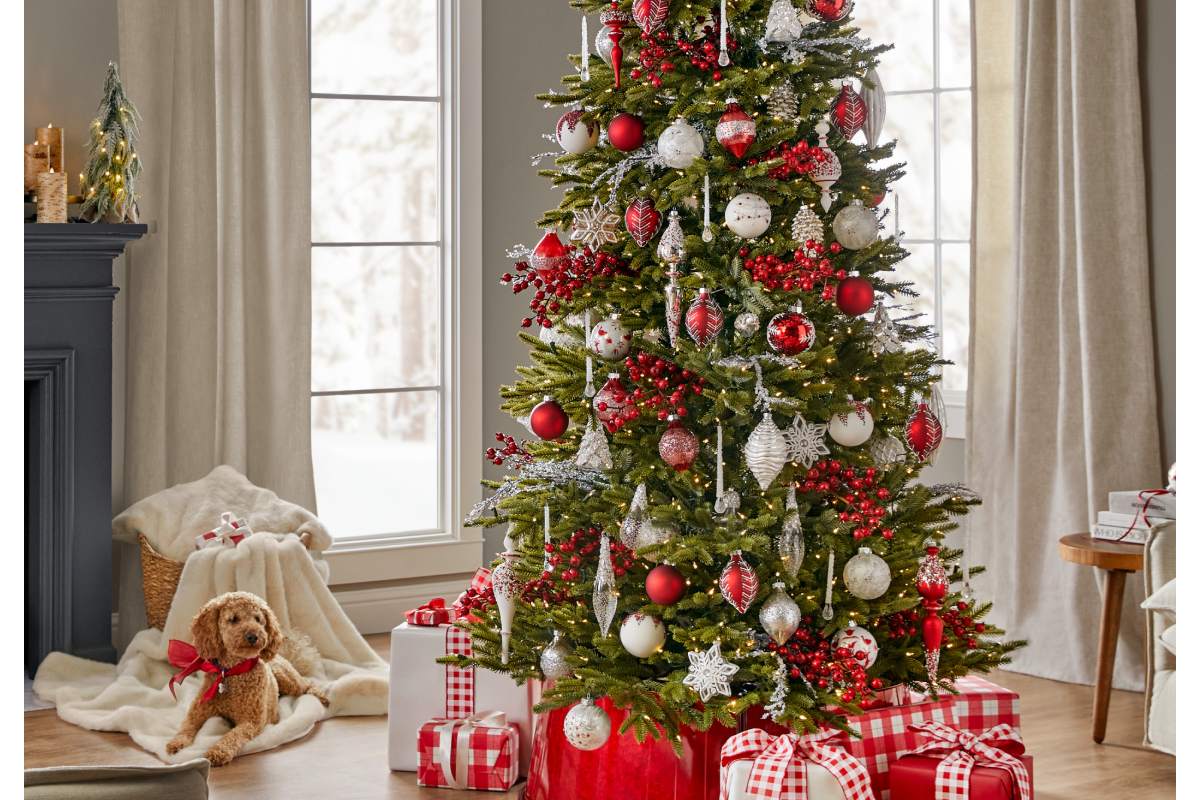 BH Norway Spruce