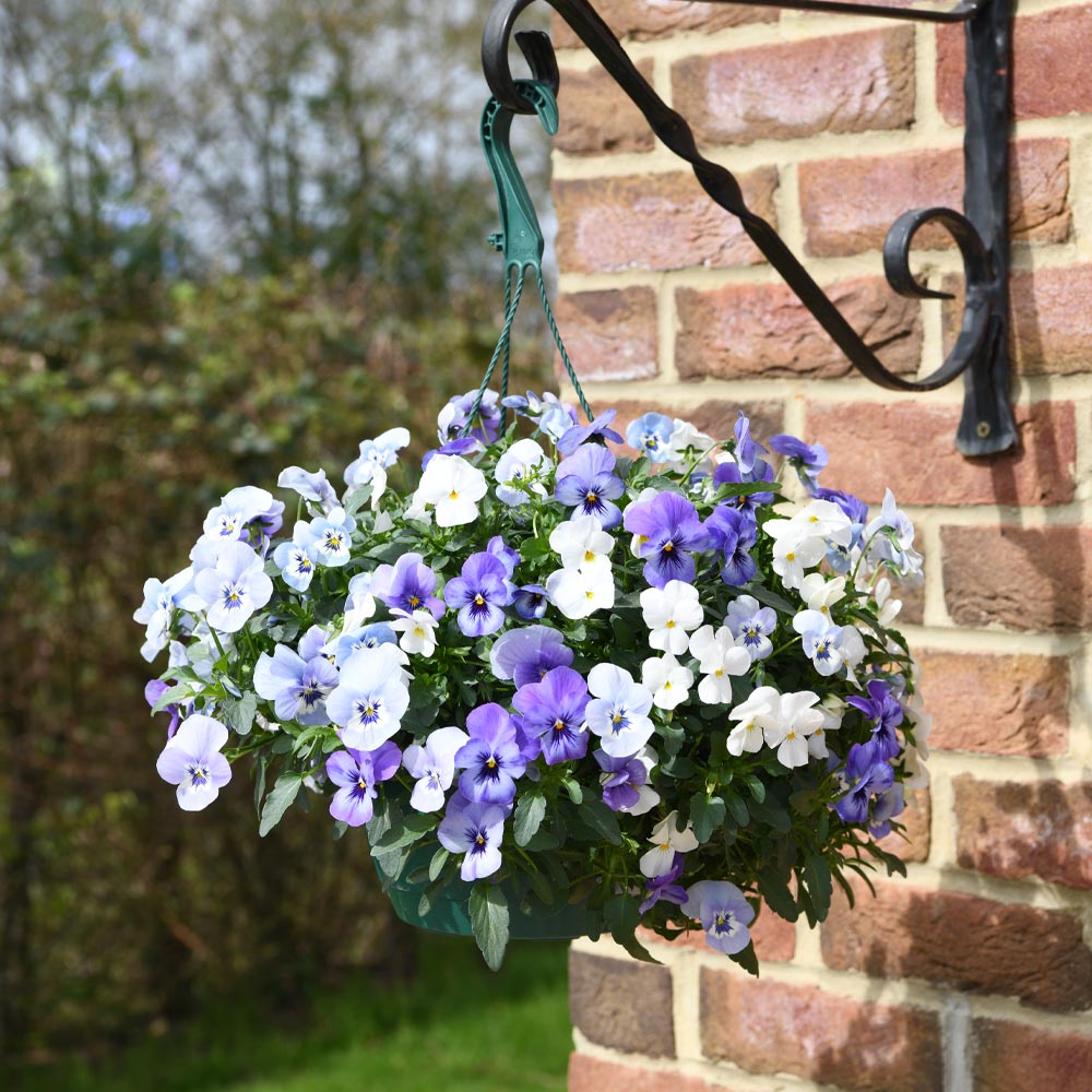 Viola 'Ocean Blues Collection'