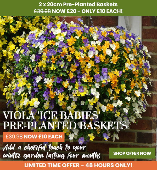 Viola 'Ice Babies' Pre-Planted Hanging Basket