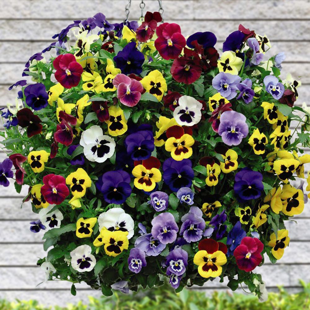 Pansy 'Universal' Mix