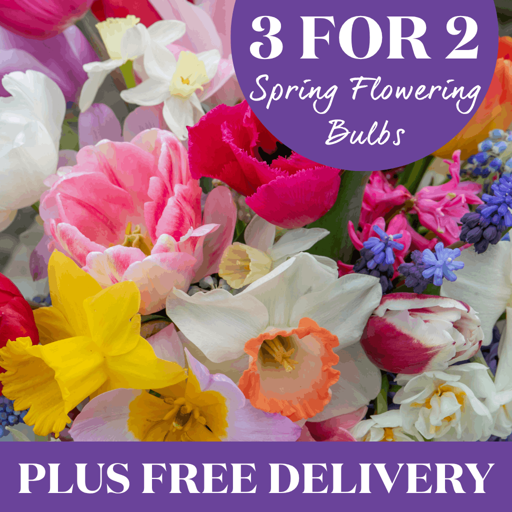 Buy 4 or more & save 35%