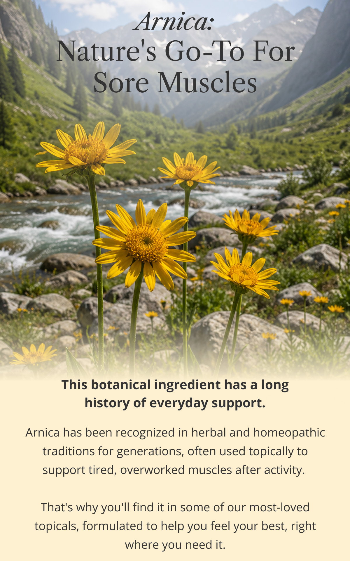 Arnica: nature's go-to for sore muscles