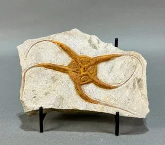 Summer Rock And Fossil Clearance Auction