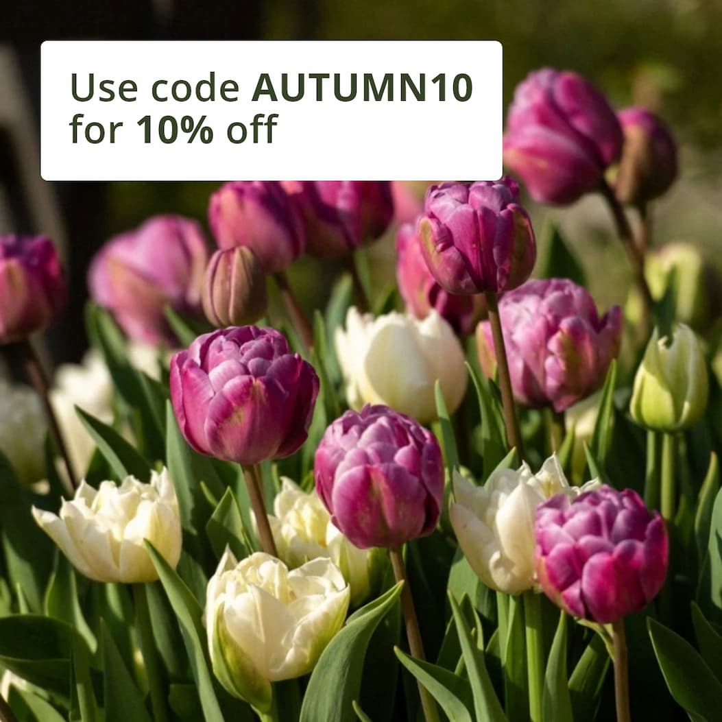 The promise of spring Plum pudding tulip collection