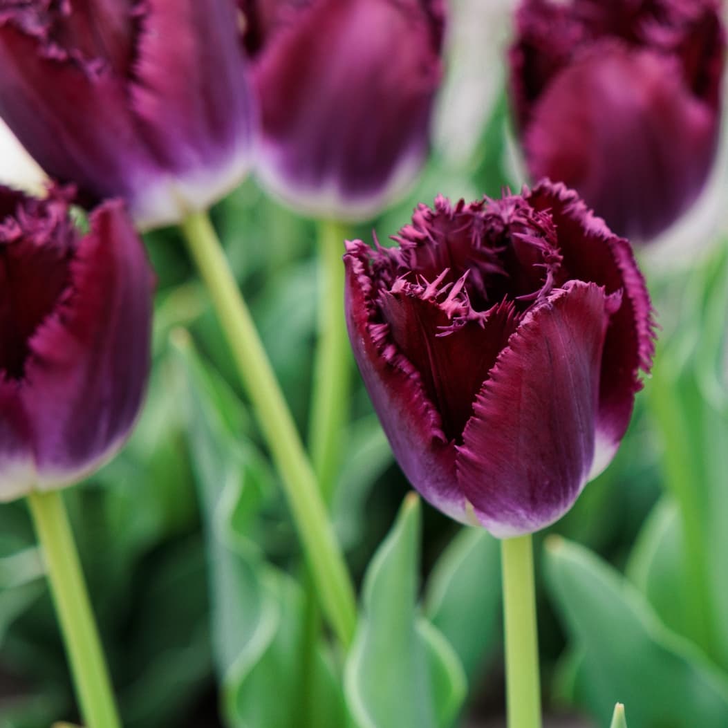 Tulips 
