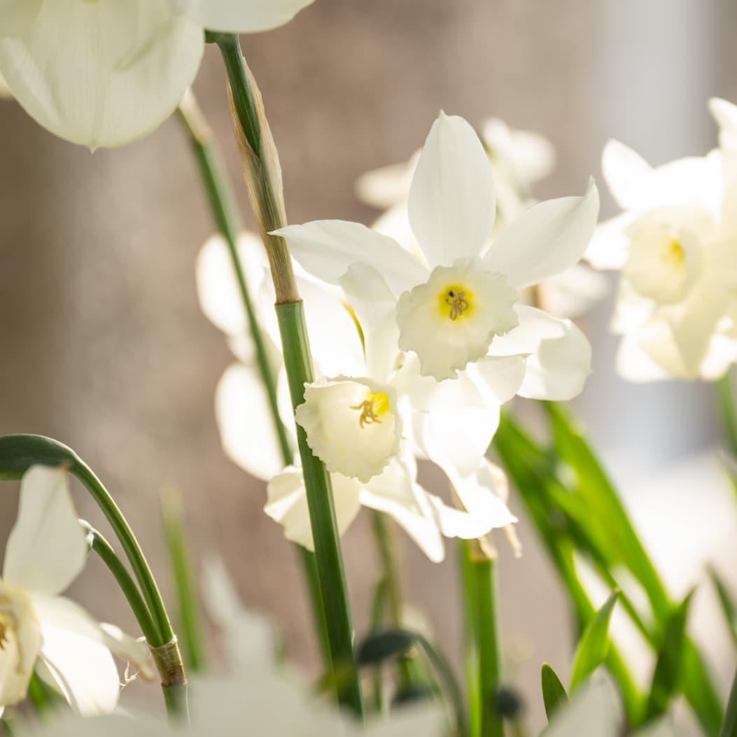 Daffodils 