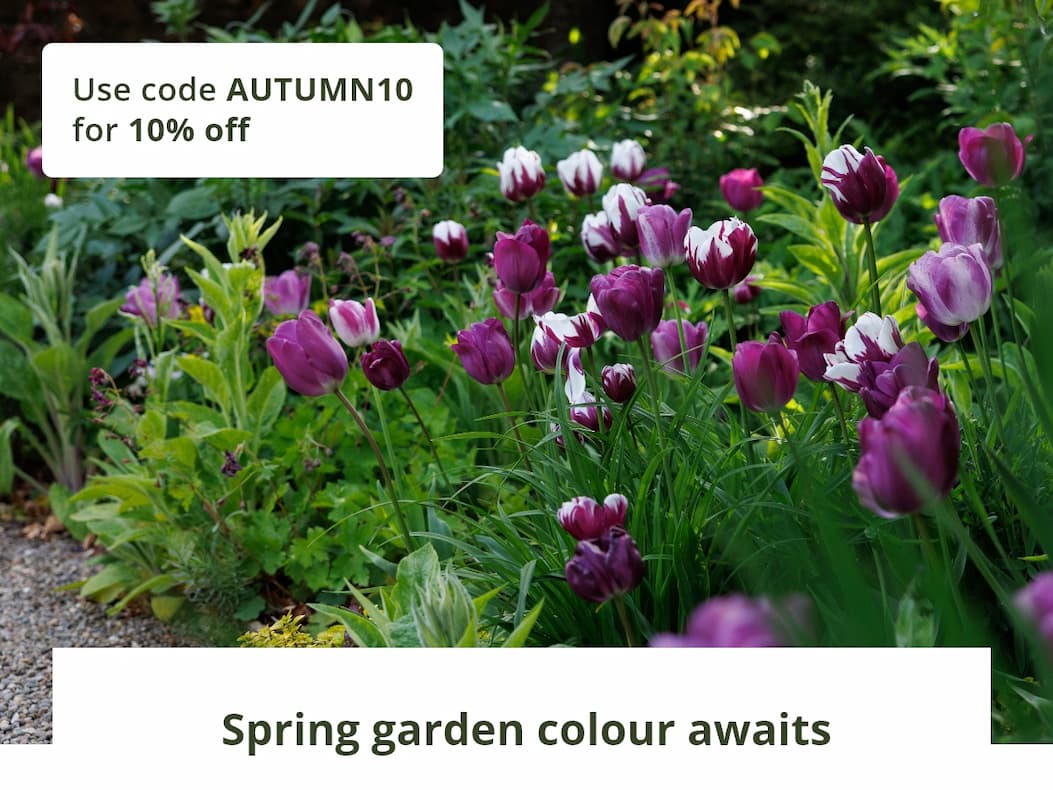 Discover what's new for your spring garden