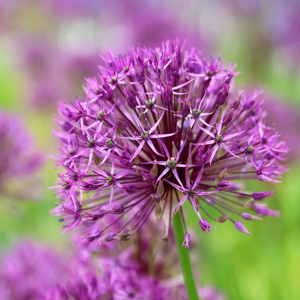 Alliums 