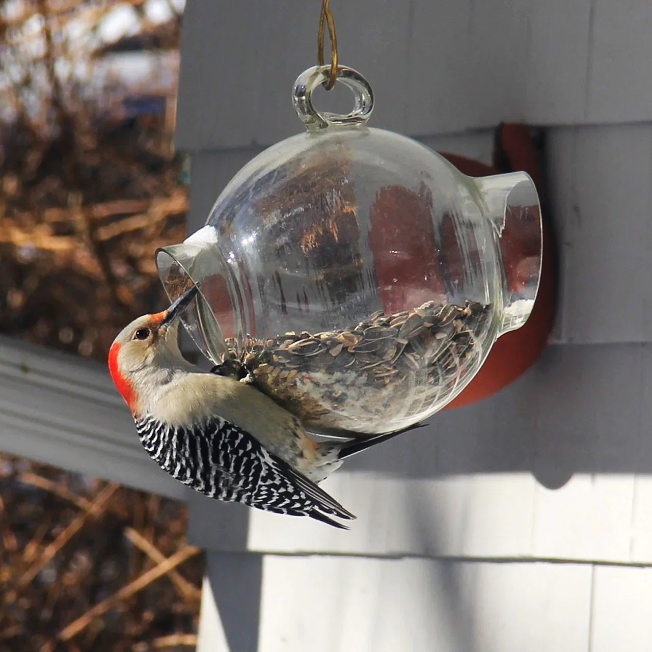 Image of Large Glass Bird Feeder