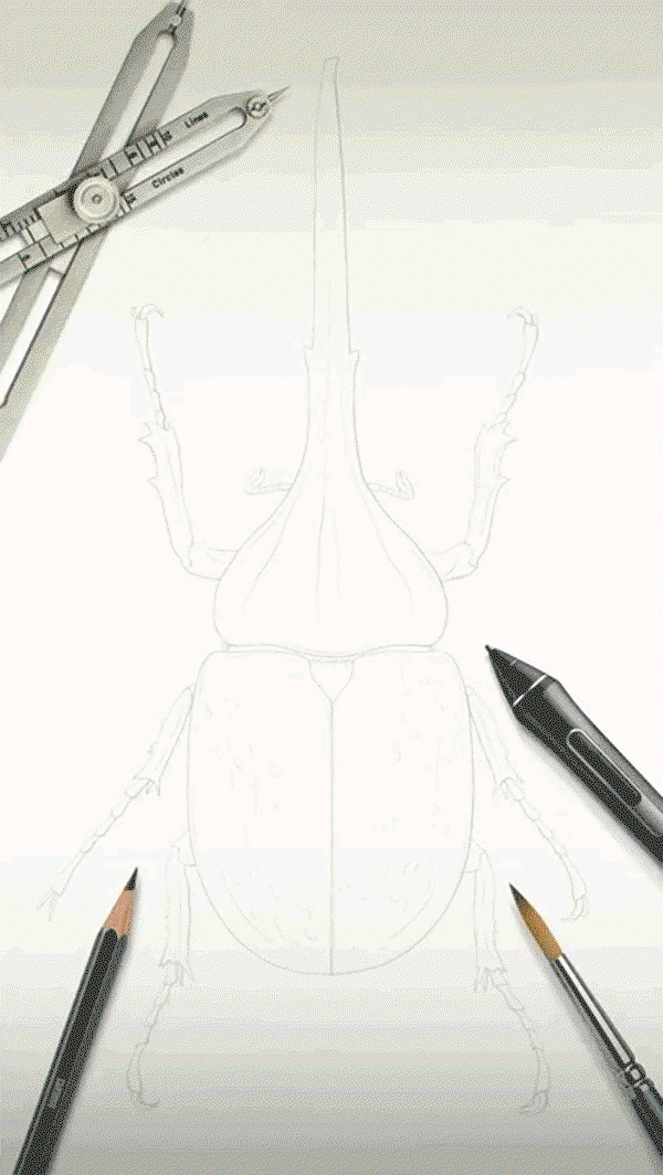 An animated sequence showing an illustration of a Hercules beetle at different stages of completion.