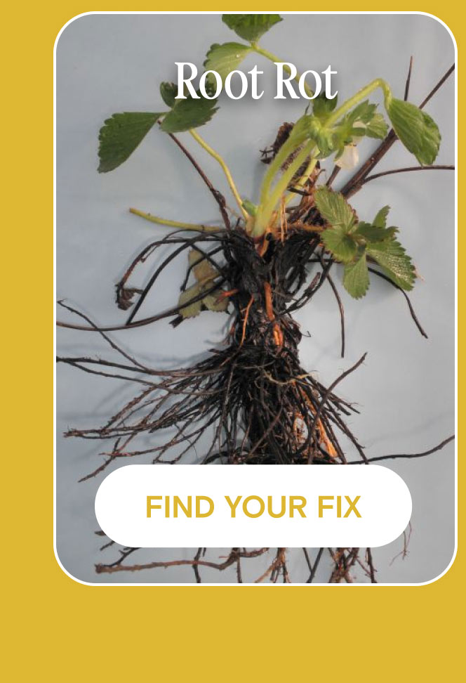 root rot