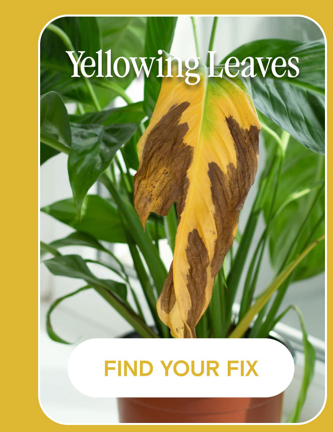Yellowing leaves