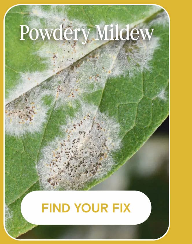 powdery-mildew-treatment-kit