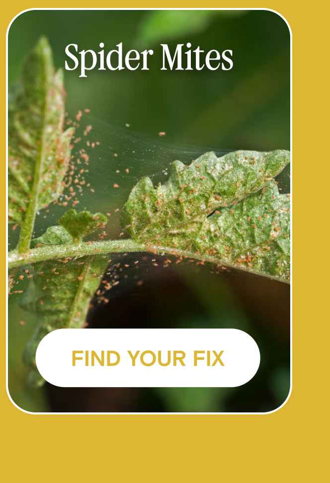 spider mites