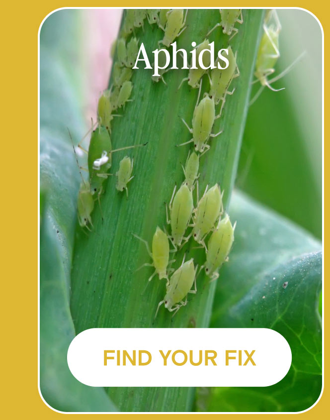 aphids