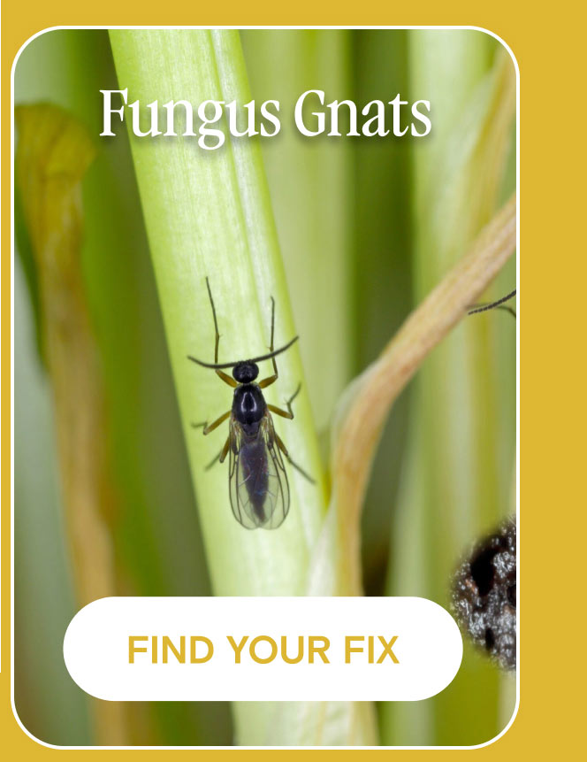 Fungus gnats