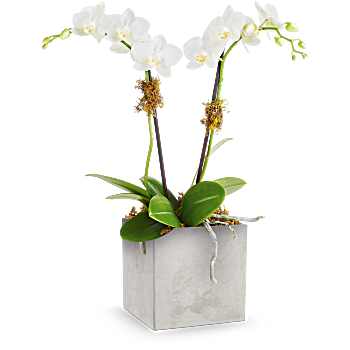 Teleflora's Orchid Artistry