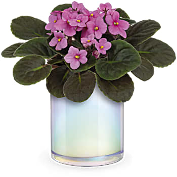 Teleflora's Luminous Leaves Plant