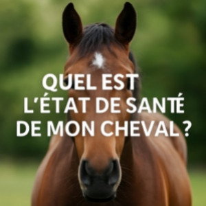 État de santé du cheval : signes à surveiller et conseils essentiels