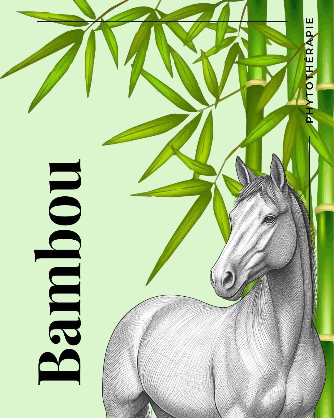 Bambou par DH33