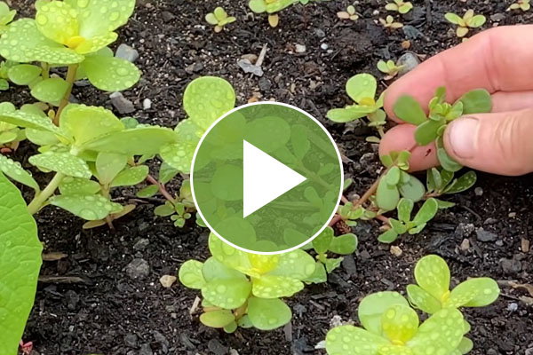 Weeding the Garden - Tips from Niki Jabbour Video