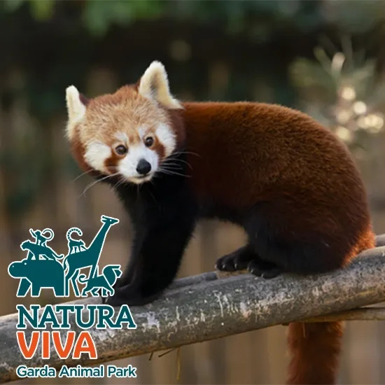NATURA VIVA