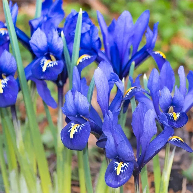 Dark Blue Species Iris (Mini Iris)