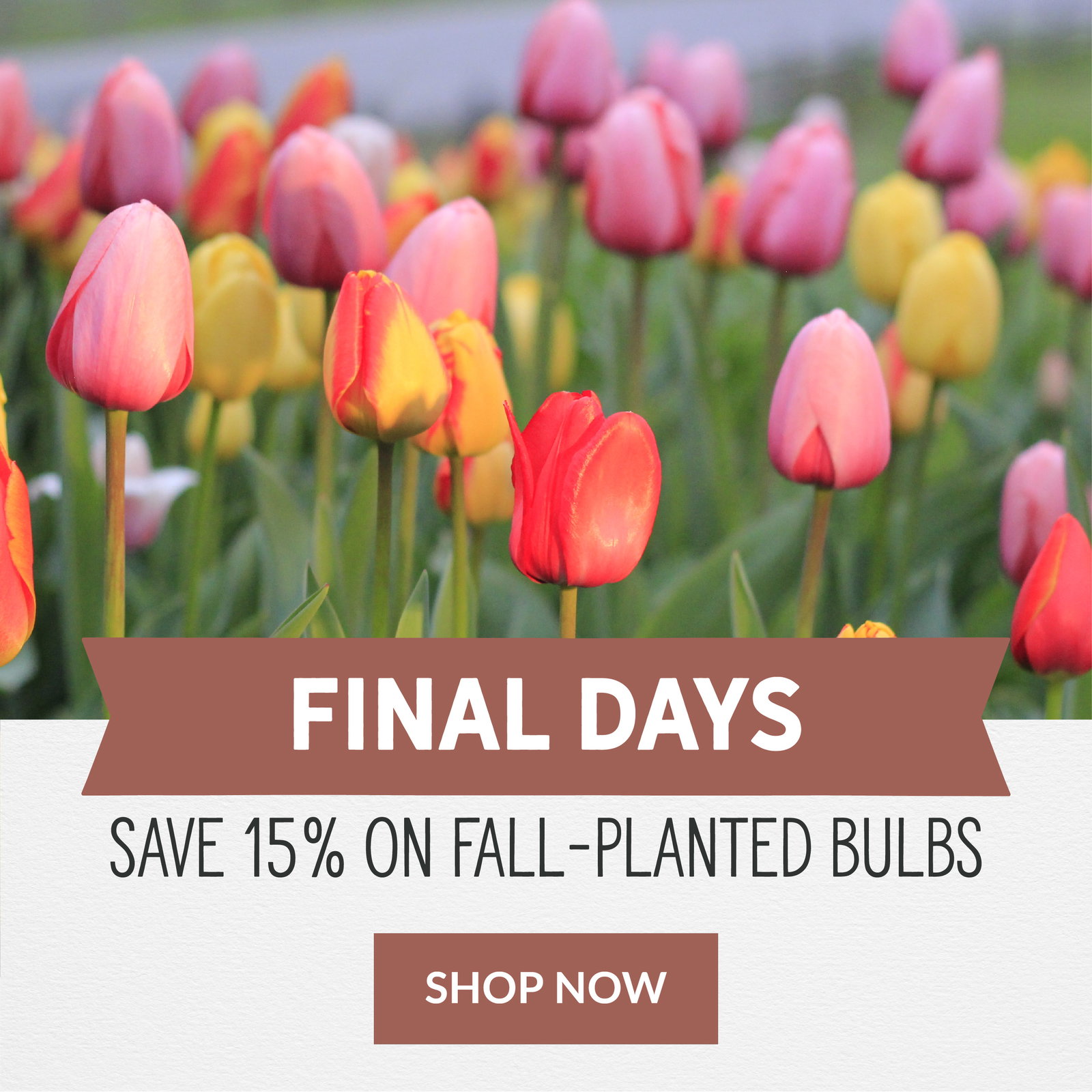 Final Days To Save 15%