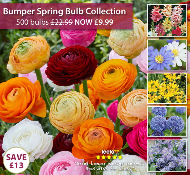500 Bumper Spring Bulb Collection