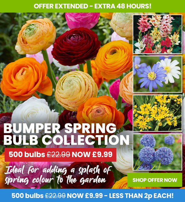 Bumper Spring Bulb Collection