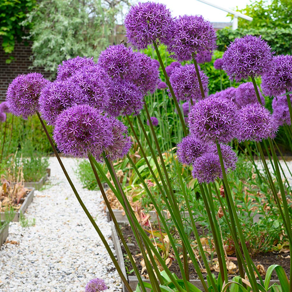 Allium 'Globemaster'