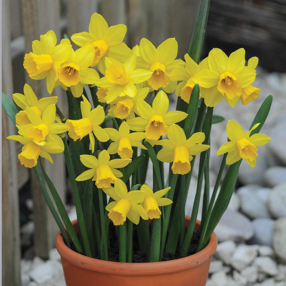 Narcissus 'Tete-a-Tete'