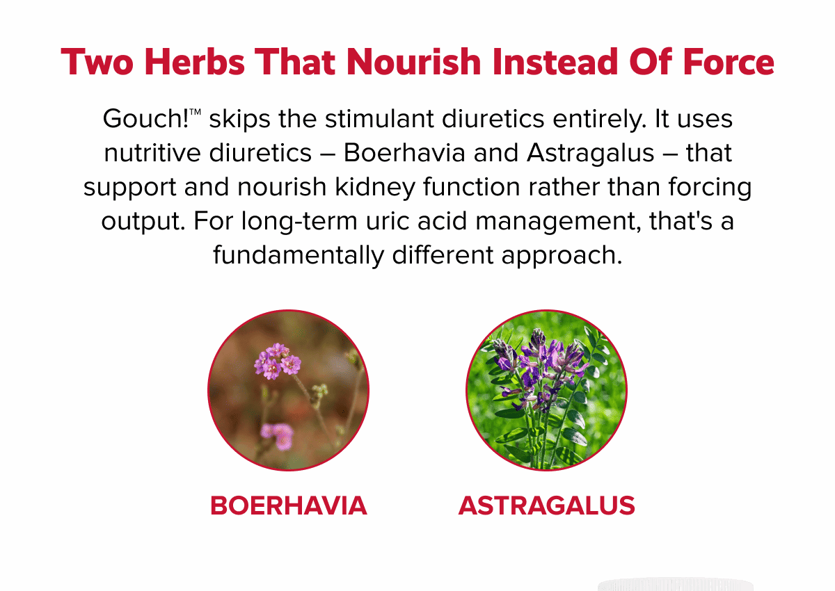 Two herbs that nourish instead of force | Gouch!™ skips the stimulant diuretics entirely. It uses nutritive diuretics – Boerhavia and Astragalus – that support and nourish kidney function rather than forcing output. For long-term uric acid management, that's a fundamentally different approach. | BOERHAVIA | ASTRAGALUS