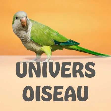 Univers oiseaux