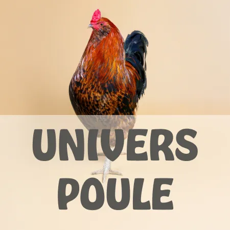 Univers poule