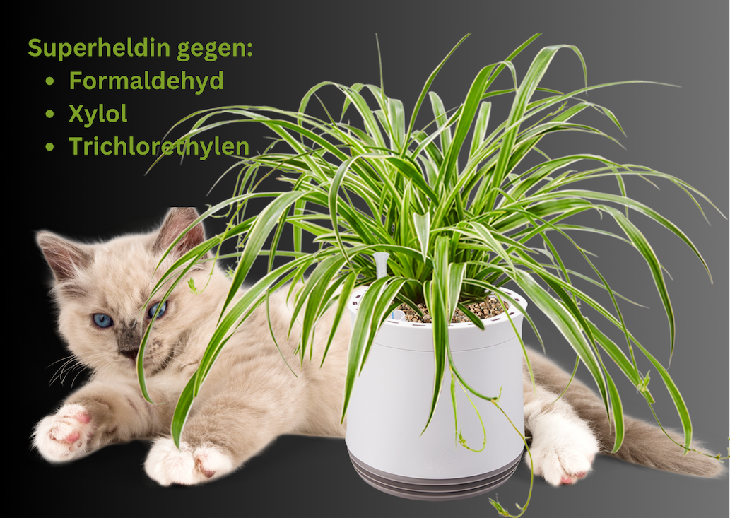 ALT-Text der das Bild beschreibt