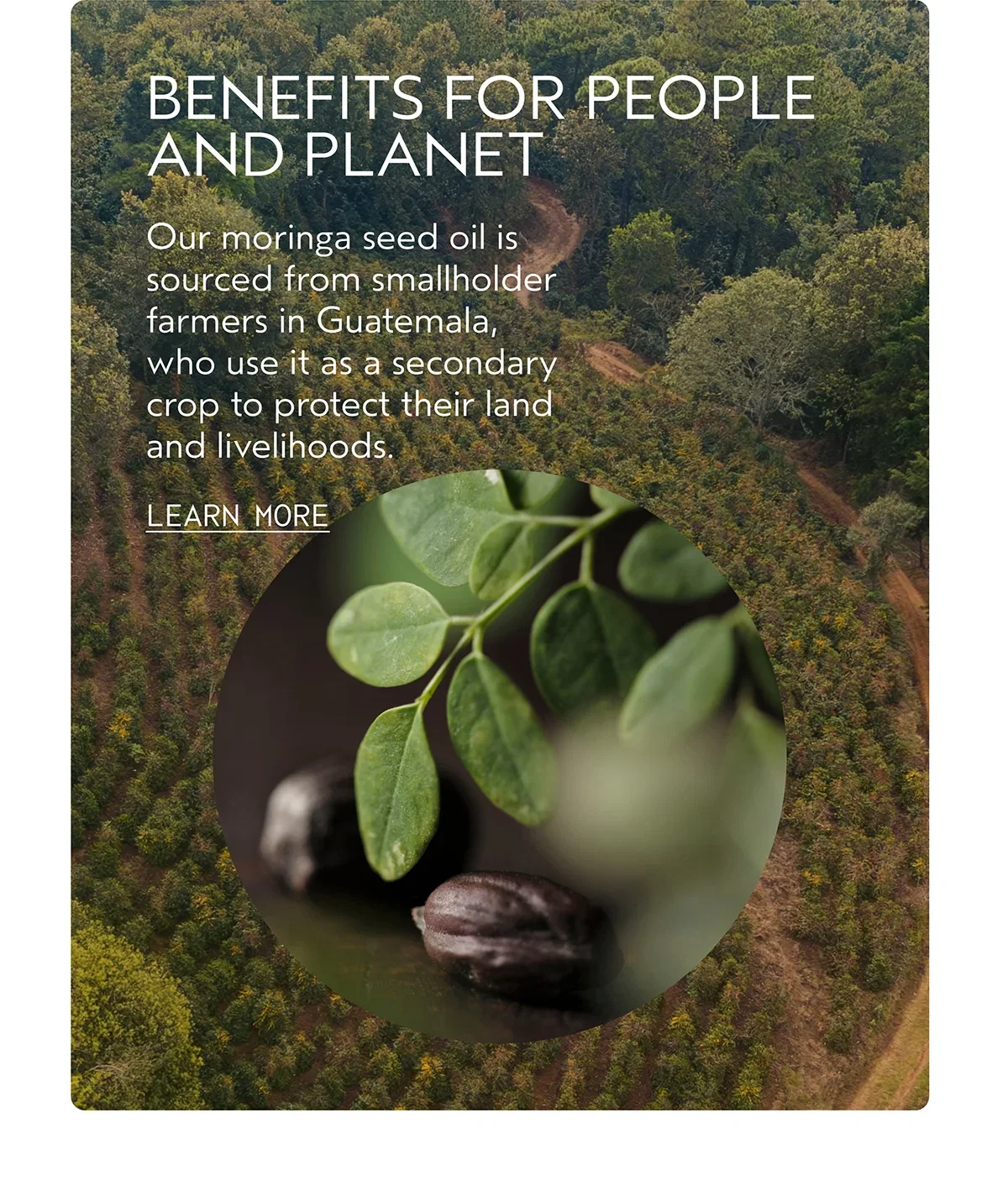 BENEFITS FOR PEOPLE AND PLANET | Our moringa seed oil is sourced from smallholder farmers in Guatemala, who use it as a secondary crop to protect their land and livelihoods. | LEARN MORE